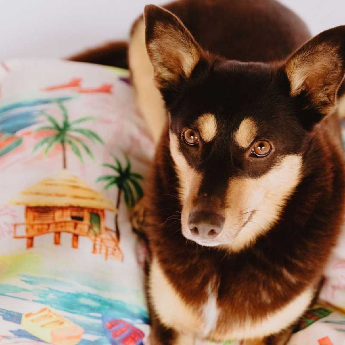 The Fire Double‑Sided Dog Training Mat & Bed