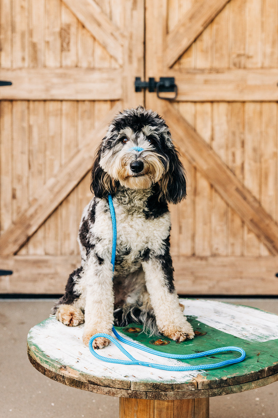 TASAA professional dog training gear collection including no-pull leads, collars, treat pouches, and training mats used by expert dog trainers across Australia.
