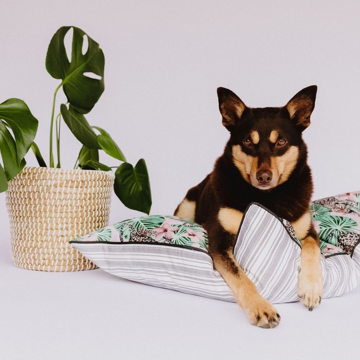 The Boogie Double‑Sided Dog Training Mat & Bed