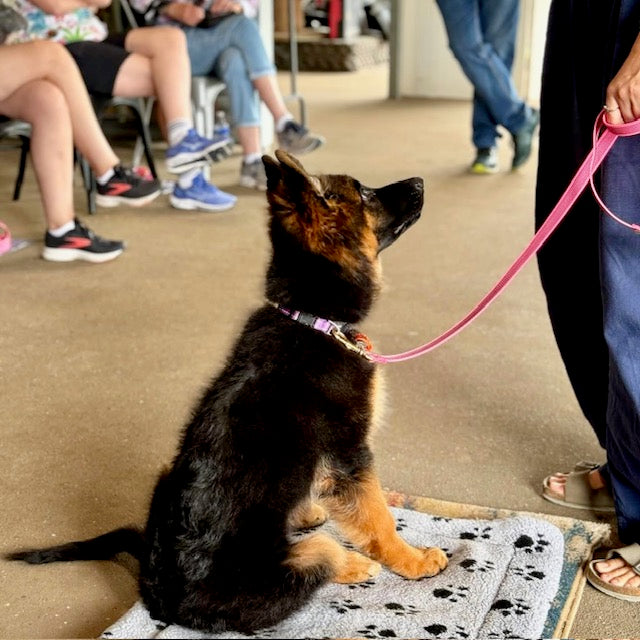 TASAA dog trainer teaching German Shepherd puppy calm, confident obedience skills
