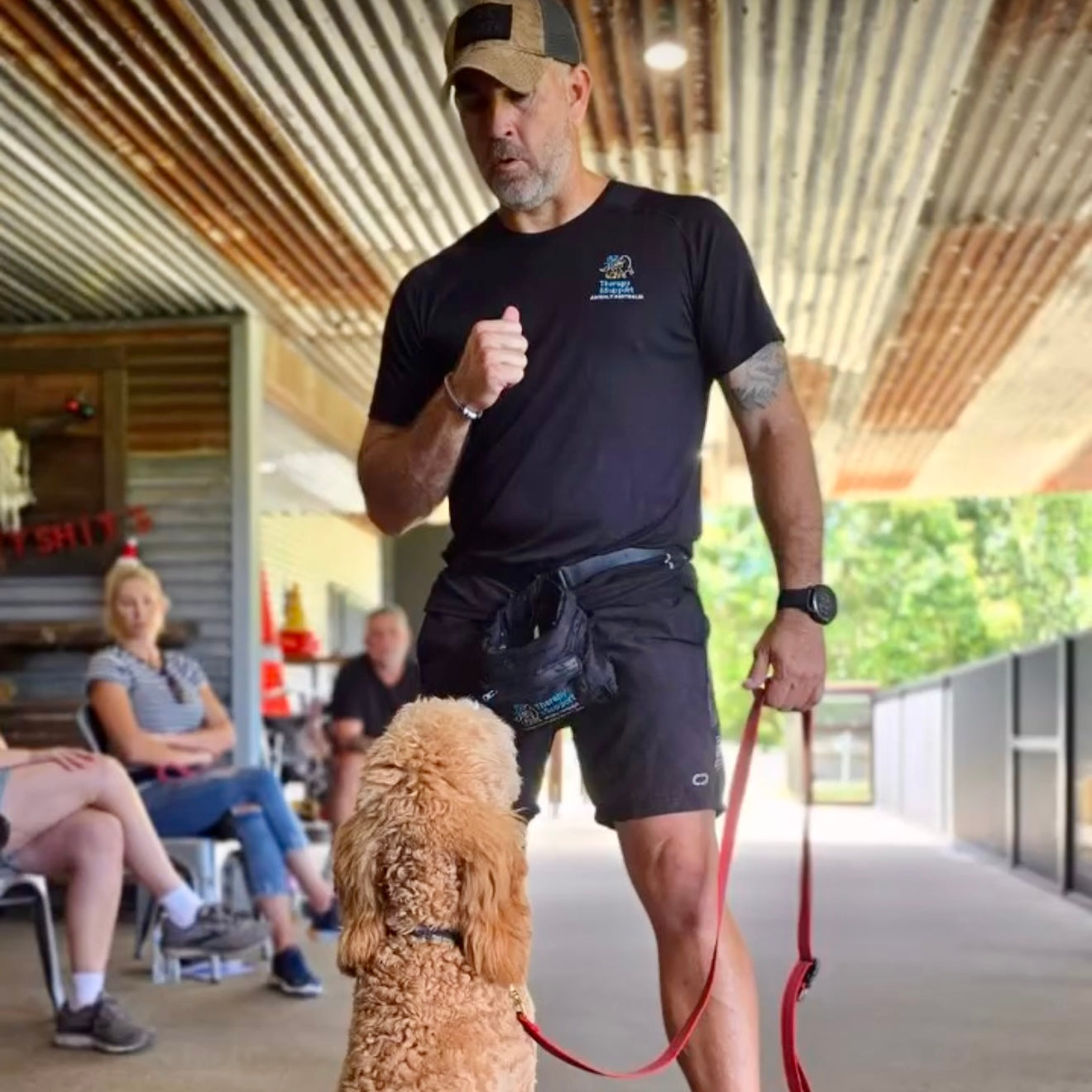 Groodle in training with expert dog trainer at TASAA Australia
