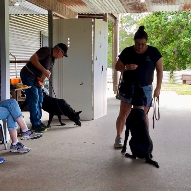 Professional dog trainer socialising a declared dangerous dog safely with another dog at TASAA Brisbane