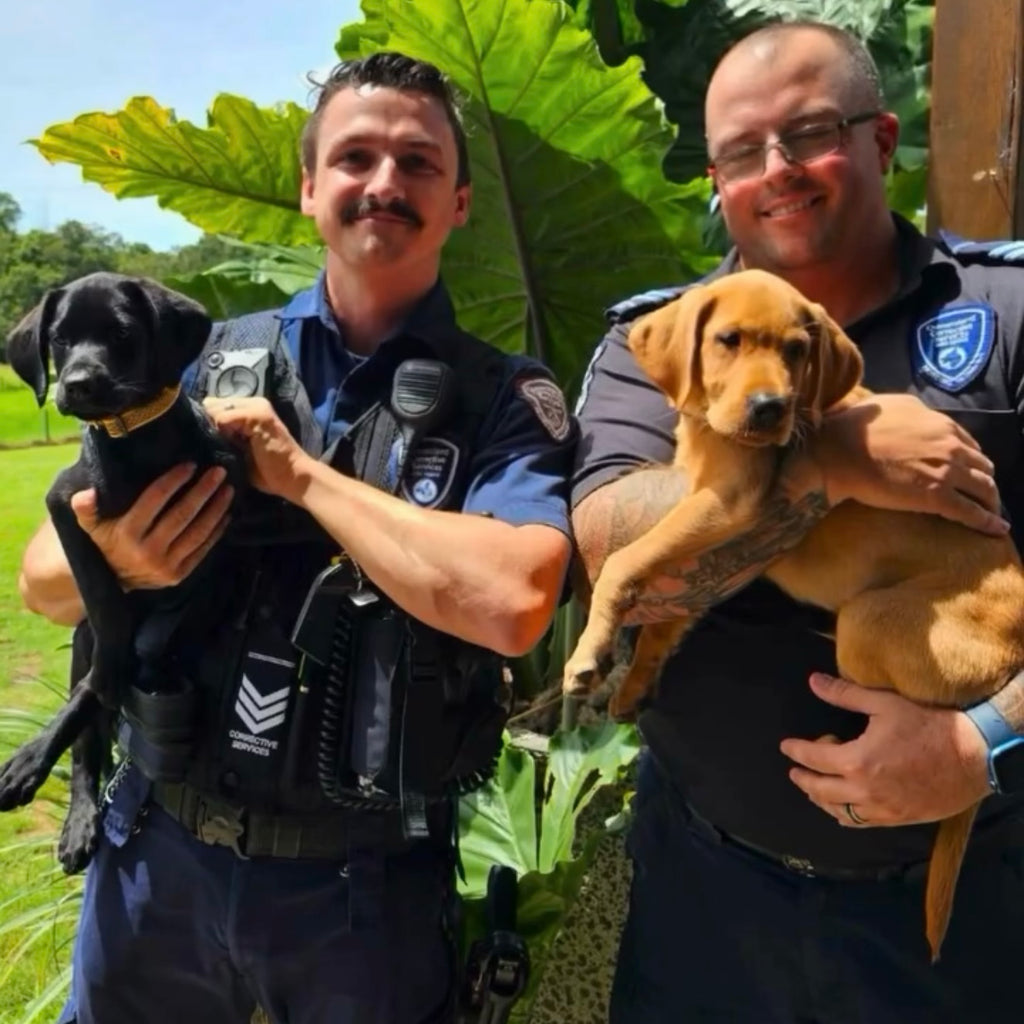 Department of Corrections QLD handlers and detection dogs completing TASAA Intensive Obedience Course in Brisbane.