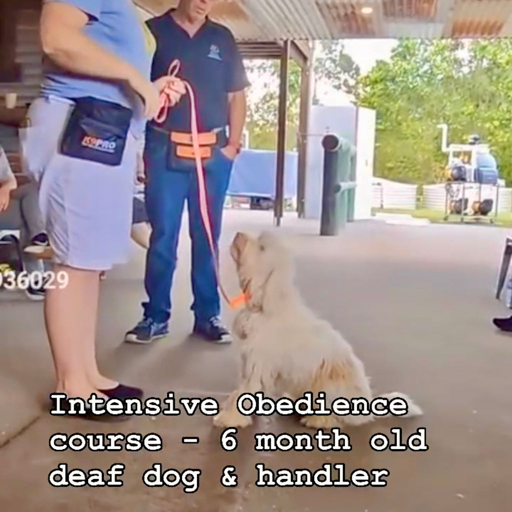 Professional dog trainer teaching handler communication techniques for deaf dog training at TASAA Brisbane.