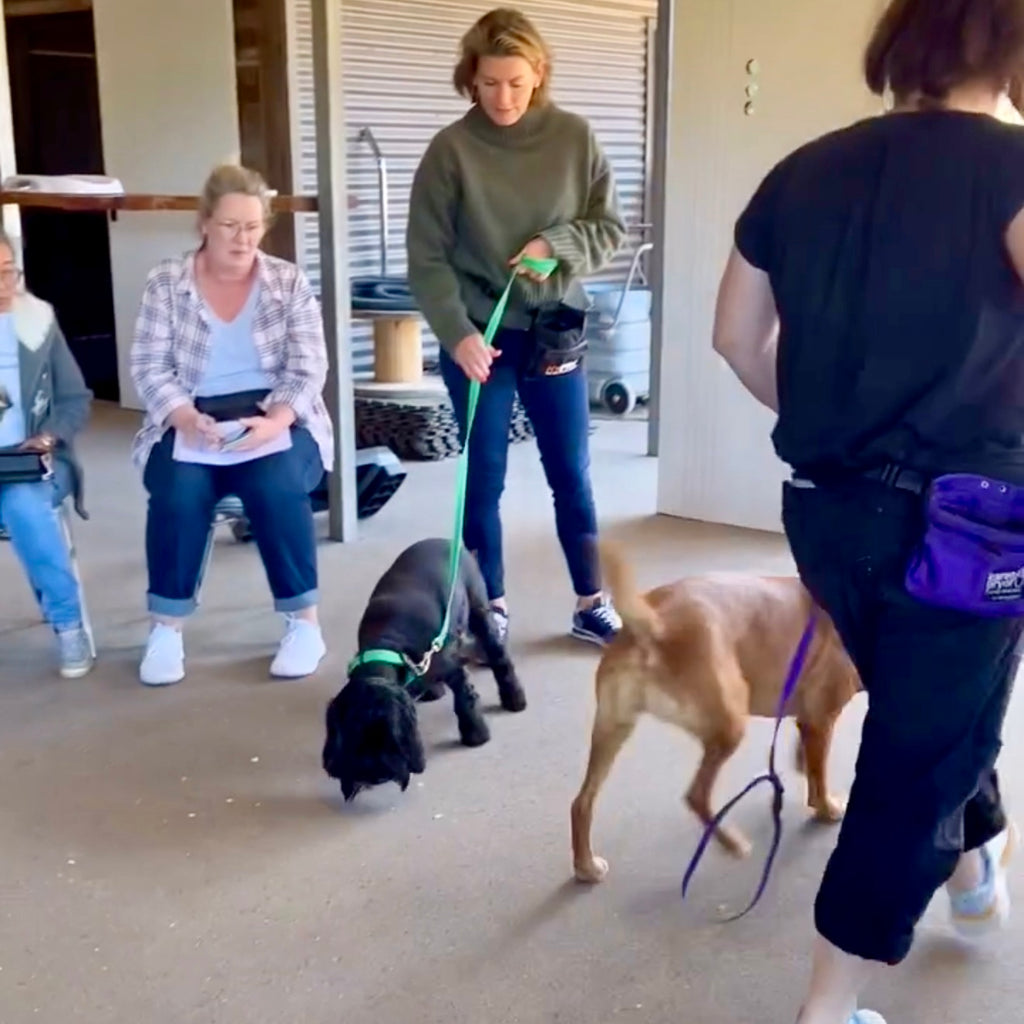 Highly reactive dog learning calm socialisation with other dogs at TASAA Intensive Obedience Course Samford Valley.