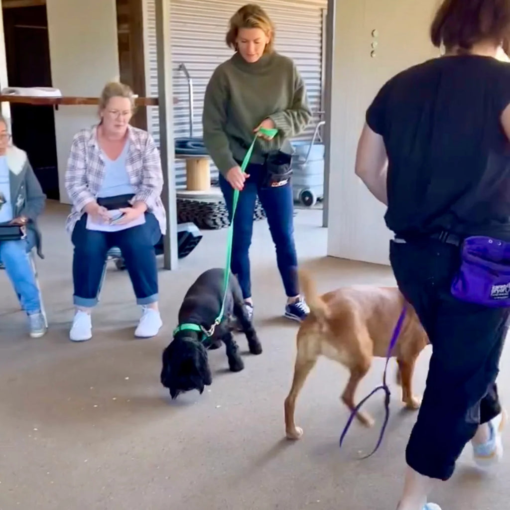 Loose Lead Dog Walking Clinic 2-Hour Intensive