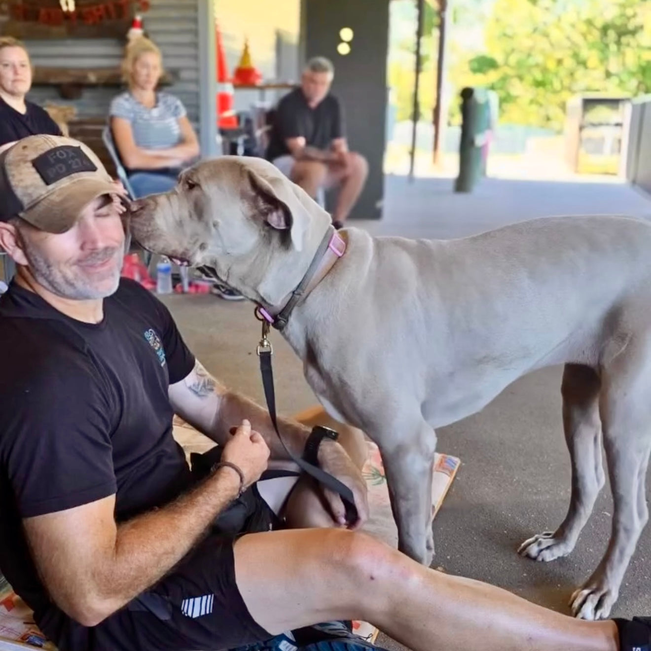 Professional dog trainer working with XL Mastiff on calm obedience and leash control at TASAA Brisbane.