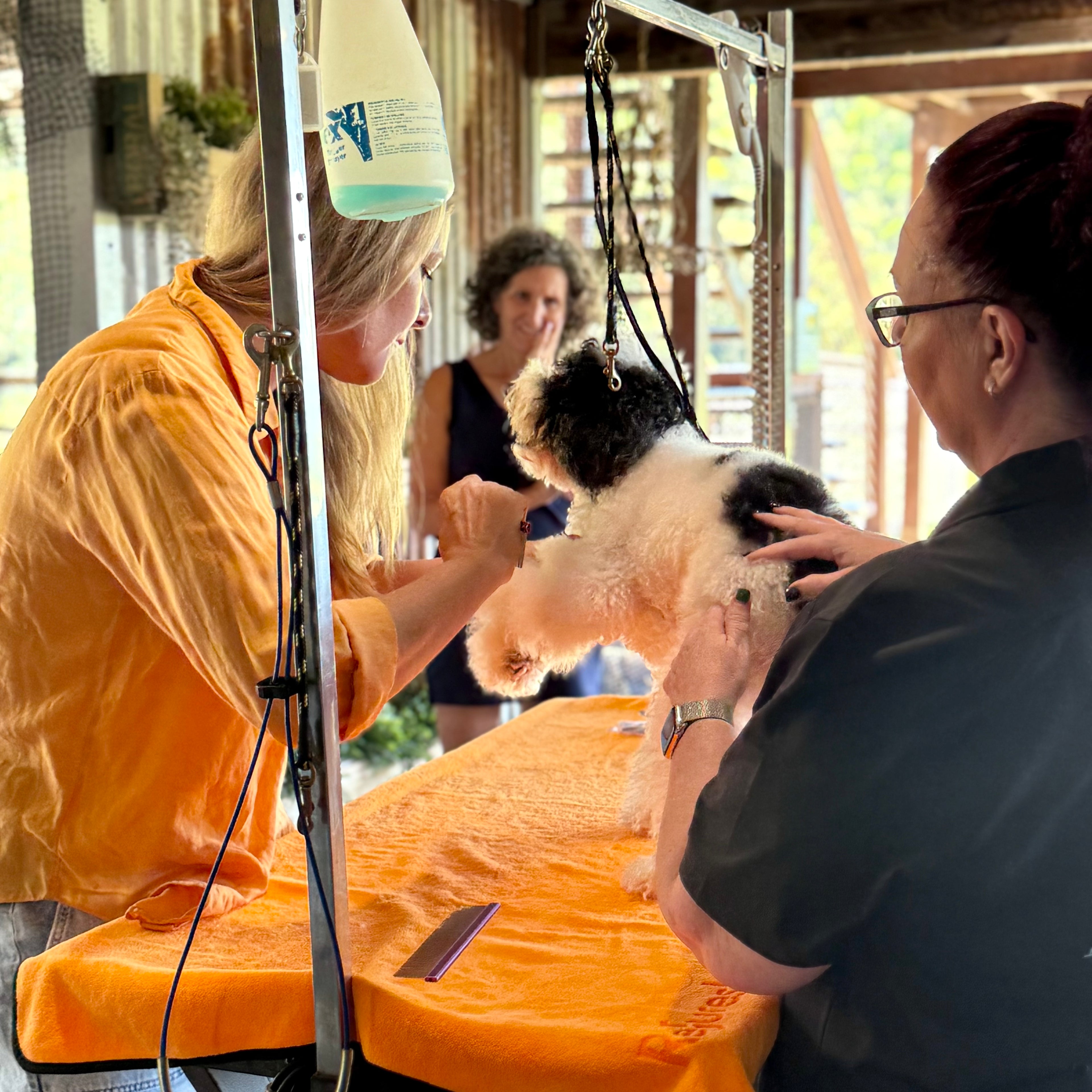 A group course where experienced dog groomer teaches people how to groom their own dogs