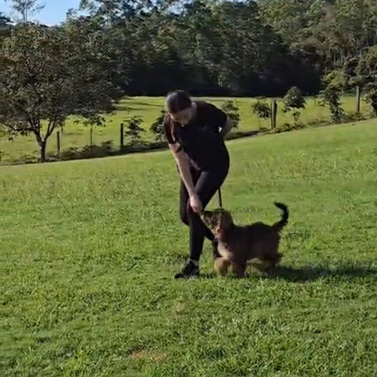 Nikki Bignell dog training clinic at TASAA Samford Brisbane loose lead walking workshop