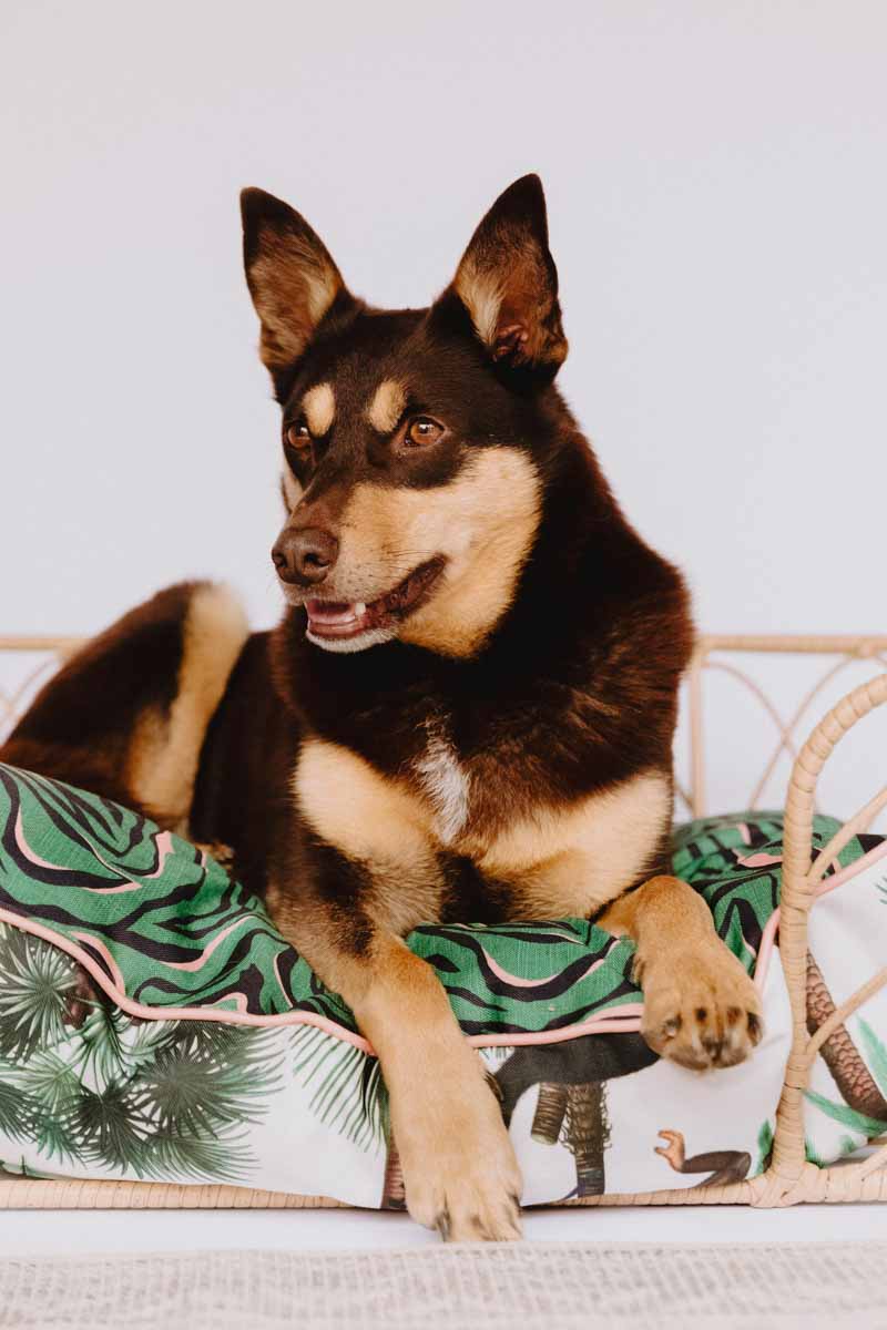 The George Double‑Sided Dog Training Mat & Bed