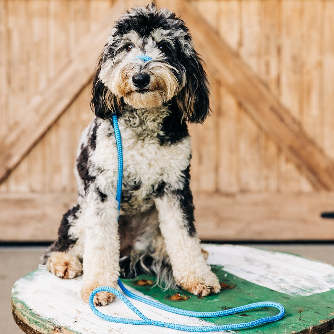 No Pull Lead & Collar All In One – Handmade in Australia