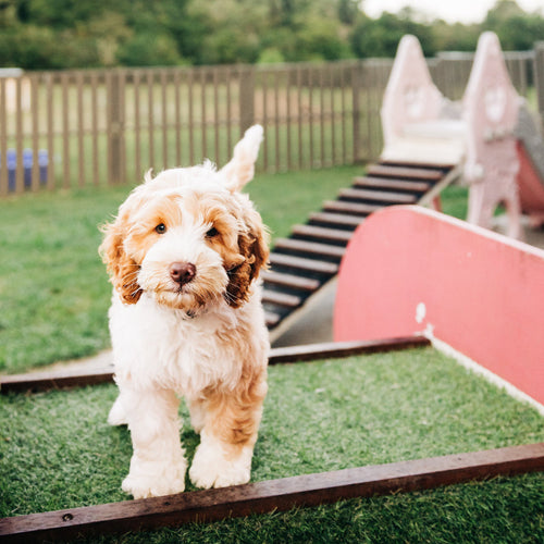 Puppy learning calmness and obedience during TASAA Puppy Training in Brisbane, early puppy training for confident, well-behaved dogs.