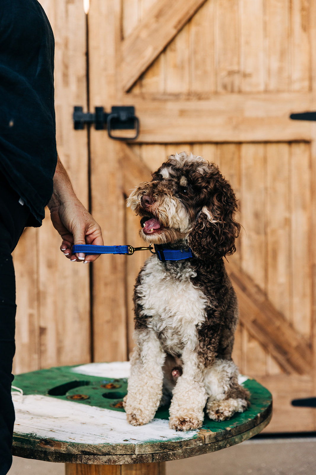 TASAA Snub Lead – Short Dog Lead for Training, Recall & Obedience | Handmade in Australia