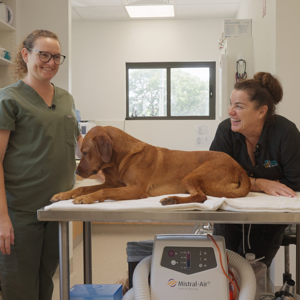 TASAA online dog first aid course for dog owners learning emergency care and safety