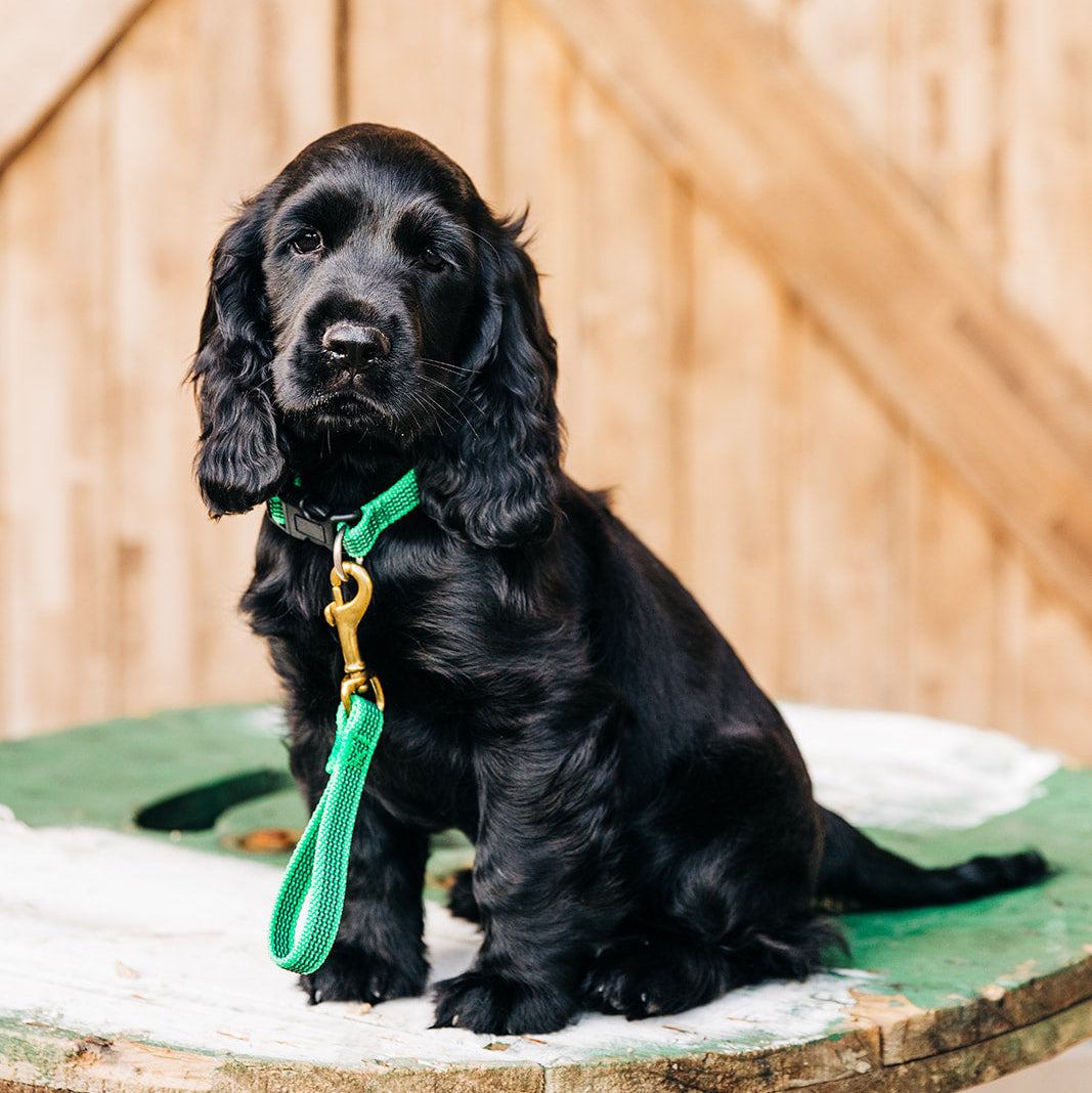 TASAA Snub Lead on Cocker Spaniel – handmade short dog training lead, available online in Australia