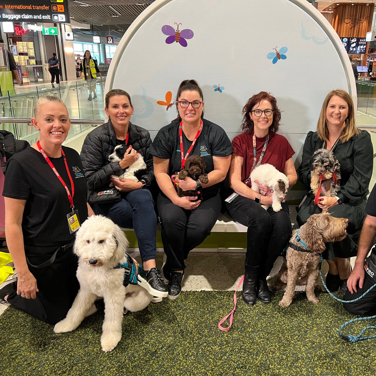 Therapy dogs and puppies in training from TASAA at Brisbane Airport cuddling airport guests and spreading calm and comfort during therapy dog training.