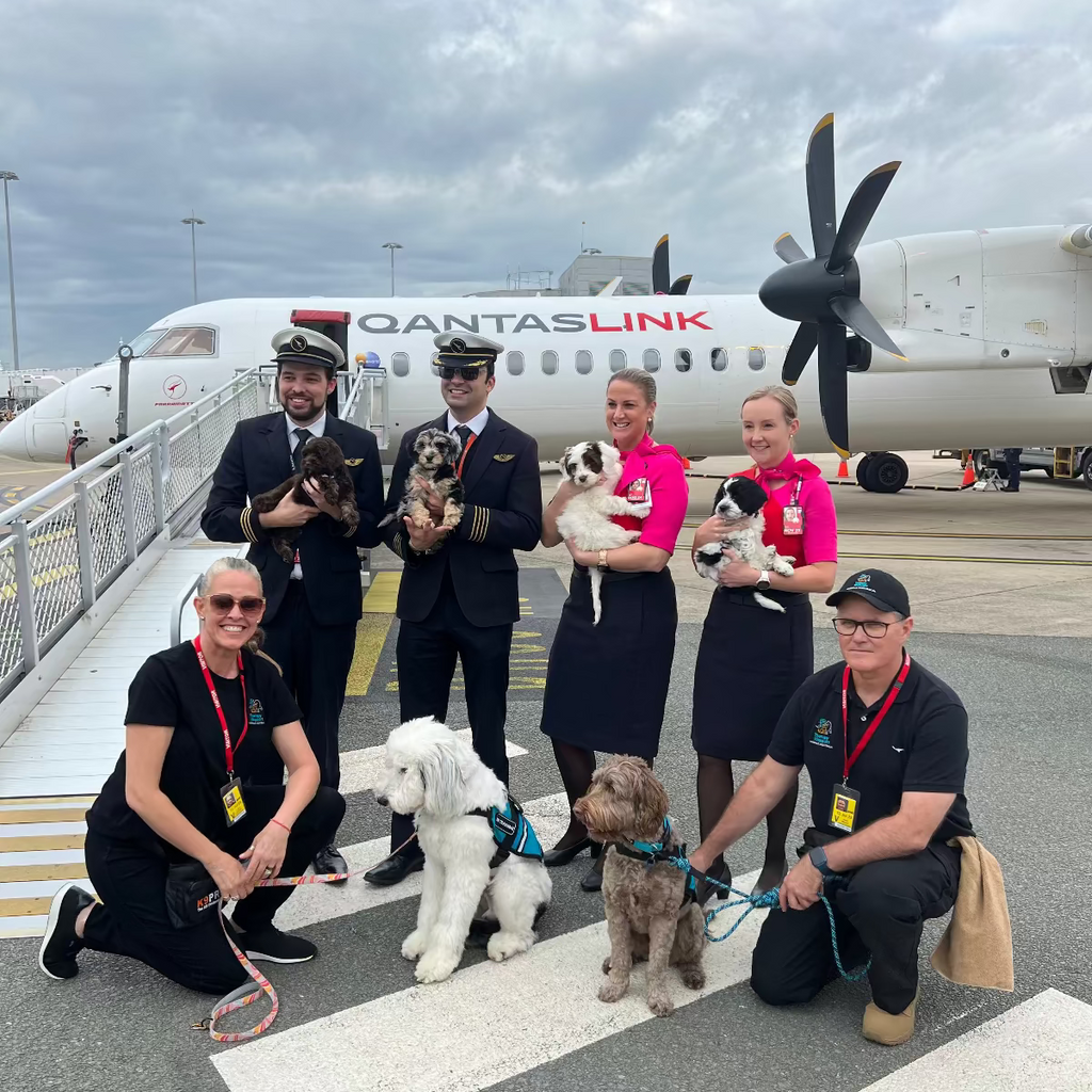 Therapy dogs and puppies in training from TASAA at Brisbane Airport cuddling flight crew, spreading calm and comfort during therapy dog training.