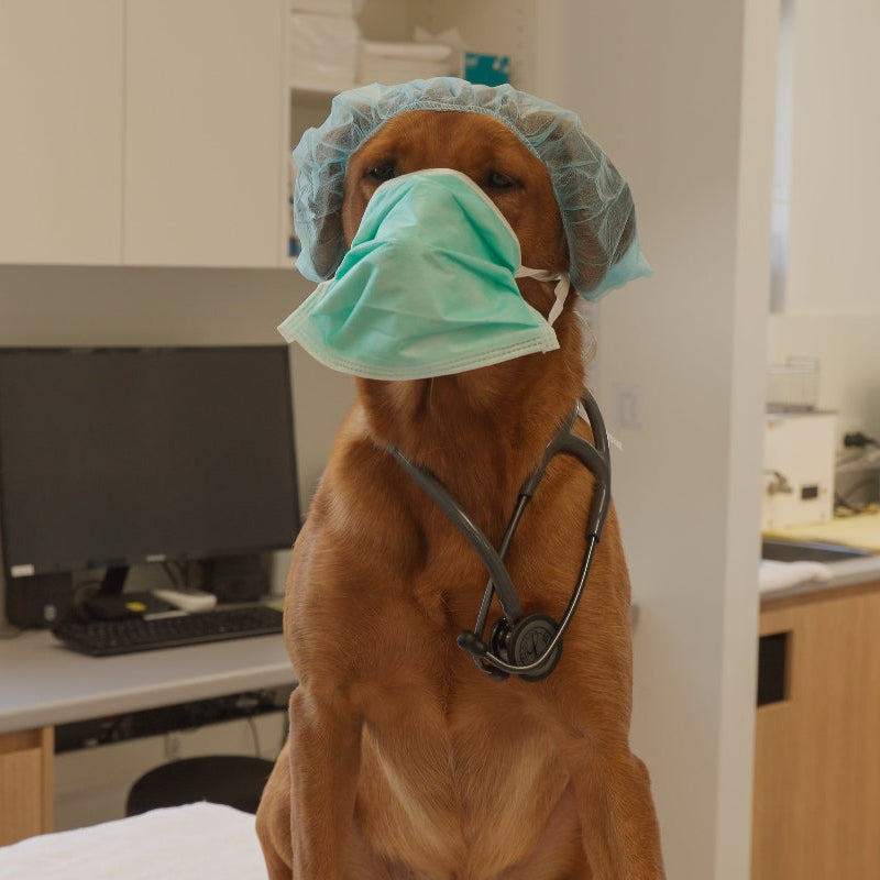 dog first aid online course showing lessons on health checks emergencies and safety