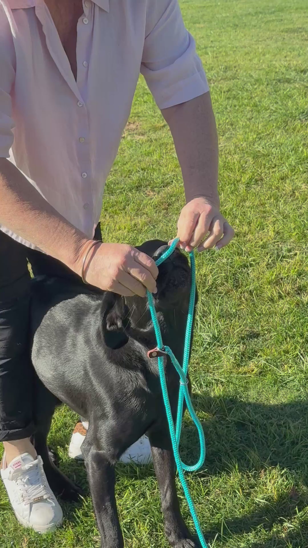 Discontinued Colours No Pull Lead & Collar All In One – Handmade in Australia